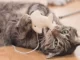The Best cat gadgets that make their lives easier