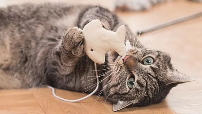 The Best cat gadgets that make their lives easier