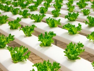 The Future of Food: New Trends and Sustainable Farming