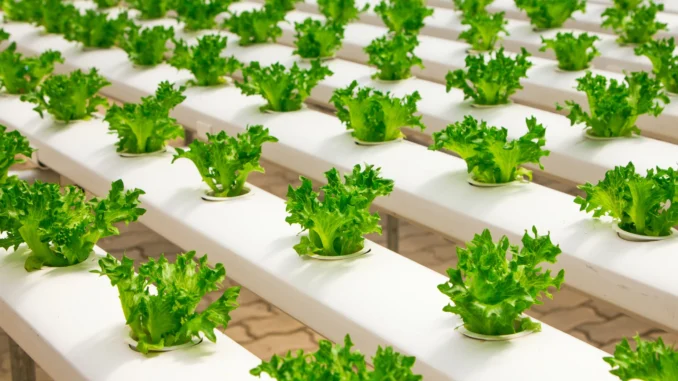 The Future of Food: New Trends and Sustainable Farming