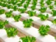 The Future of Food: New Trends and Sustainable Farming