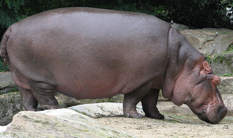 Hippopotamus