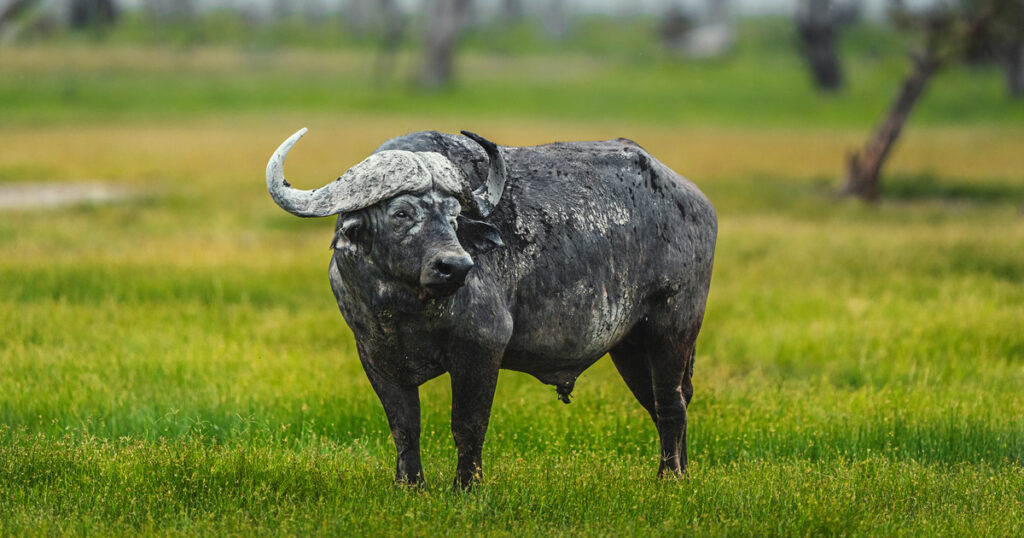 Water Buffalo