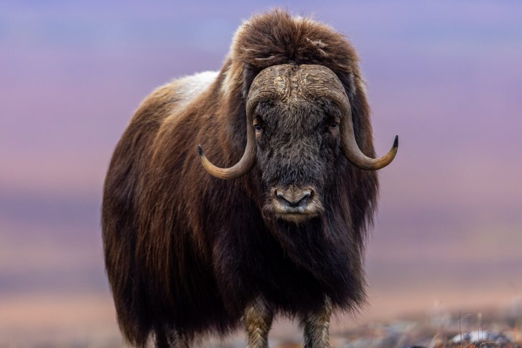 Musk Ox