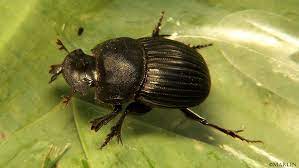 Dung Beetle