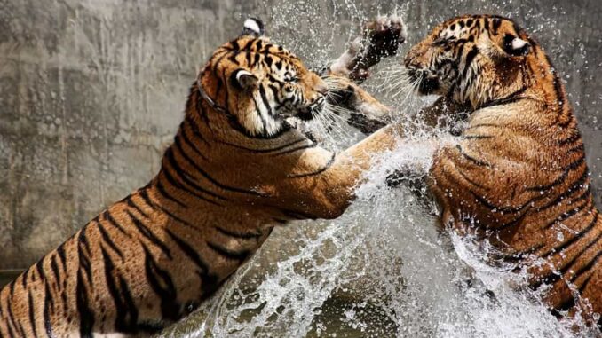 World's Top 10 Most Powerful Animals and Their Incredible Strength