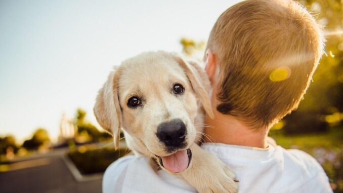 Easy Pet Care Tips for First Time Pet Parents